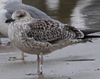 1cy fuscus in August, ringed in Finland. (81365 bytes)